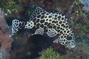 Many-spotted Sweetlips - Juvenile - Bianca dive