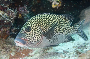 Actinopterygii Gallery: Many-spotted Sweetlips - Sardine Reef dive site, Dampier Strait, Raja Ampat, Indonesia