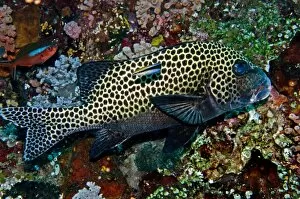 Behavour Gallery: Many-spotted Sweetlips - with Striped Cleaner Wrasse (Labroides dimidiatus)