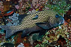 Many-spotted Sweetlips - with Striped Cleaner Wrasse (Labroides dimidiatus) turning around in front of Sweetlips to clean off parisites - Indonesia