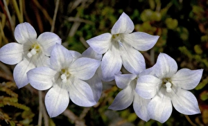 Images Dated 15th January 2005: Maori bluebell (actually in bellflower family). North Island, New Zealand. Endemic