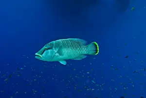 Maori Wrasse / Humpheaded Wrasse - female - All this family of fish are born female. They change sex when mature and can defend a harem of females from other males - Papua New Guinea