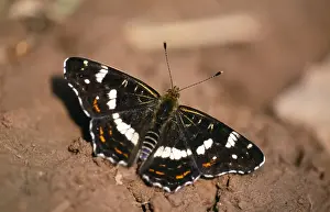 Map Butterfly - summer generation feeding Central Europe, Italy, Scandinavia, South East Balkans