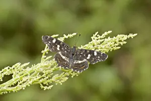 Hungary Prints: Map butterfly Upperside Aggtelek National Park Hungary