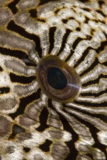 Puffer Prints: Map Puffer - eye - Indonesia