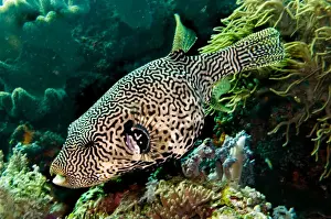 Map Puffer - Indonesia