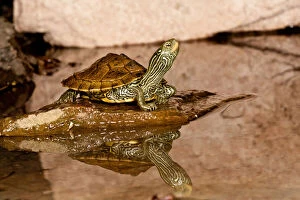 Shell Gallery: Map Turtle, Graptemys geographica, Native