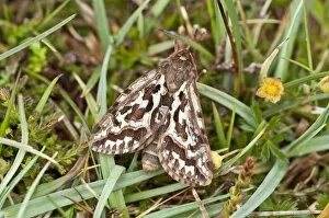 Images Dated 13th June 2009: Map-winged Swift Moth