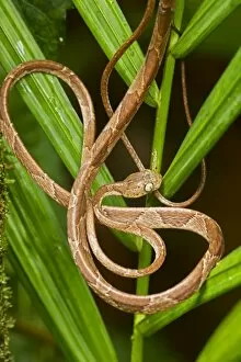 Images Dated 12th July 2011: Mapepire Corde Violon / Blunthead Tree Snake - Costa Rica