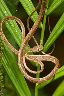 Mapepire Corde Violon / Blunthead Tree Snake - Costa Rica