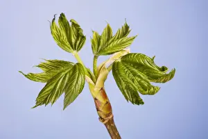 Maple of Ahorn leaf