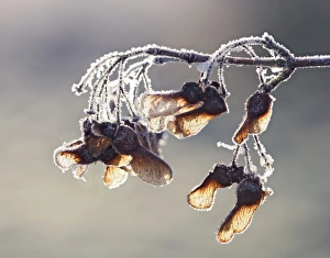 Images Dated 20th December 2006: Maple – frost covered Bedfordshire UK 003843h