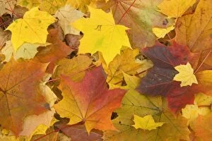 Leaf Litter Gallery: Maple leaves in autumn