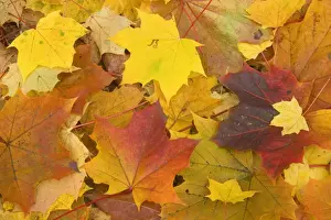 Maple Prints: Maple leaves in autumn - Svabian Alb - Baden-Wuerttemberg - Germany