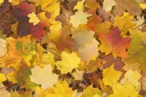 Maples Prints: Maple leaves in autumn - Svabian Alb - Baden-Wuerttemberg - Germany