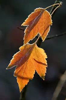 Maple Prints: Maple leaves - back-lit and edged with frost. Kent garden - UK. November