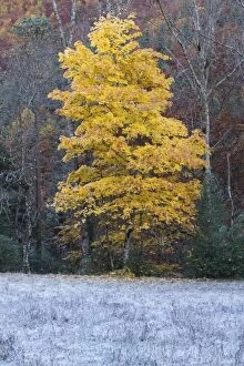 Trees Collection: Maple Tree - in Autumn. Ordesa Valley - Spain