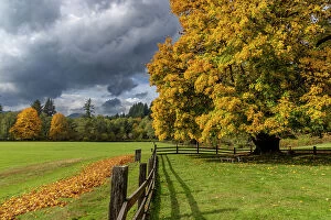 Oregon Gallery: Maple tree and fence at Jewell Meadows Wildlife