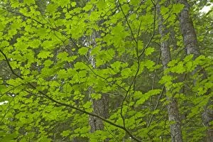 Images Dated 3rd May 2006: Maple Trees growing as understory in Pine Forest Gifford Pinchet Forest Washington State