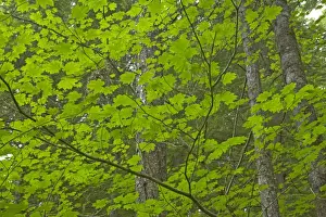Maples Prints: Maple Trees growing as understory in Pine Forest Gifford Pinchet Forest Washington State