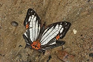 Mapwing butterfly - sucking minerals on sand