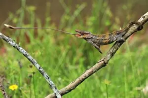 MAR-1175-N Short-horned Chameleon / Elephant-eared Chameleon - hunting an insect