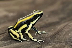 MAR-148 Yellow-striped Poison Arrow / Dart Frog
