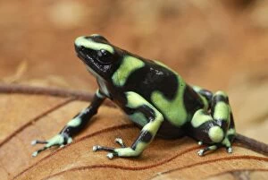MAR-156 Green and Black Poison Arrow / Dart Frog