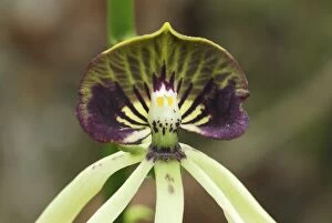 MAR-225 Black Orchid - national flower of Belize