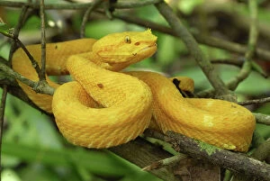 MAR-293 Eyelash Pit Viper - yellow coloration