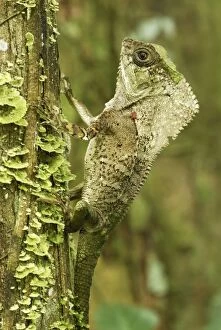 MAR-304 Casque-headed Basilisk - Old Man Lizard - Helmeted Iguana