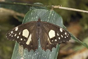 MAR-327 Butterfly Satyrinae