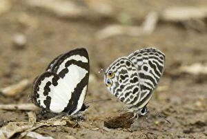 MAR-415 Straight Pierrot Butterfly with Zebra Blue (Syntarucus sp.) on right