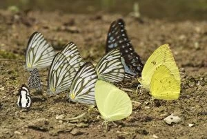 MAR-418 Different butterflies sucking on ground - Pieridae, Papilionidae, Lycaenidae