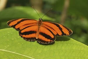 MAR-526 Banded Orange Heliconian / Orange Tiger Butterfly