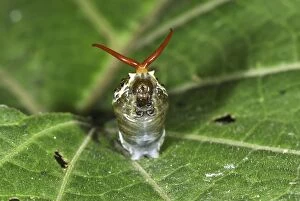 MAR-544 Thoas Swallowtail caterpillar deploys its osmeterium