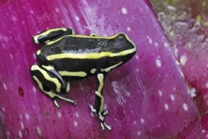 MAR-557 Yellow-striped Poison Arrow / Dart Frog - on bromeliad