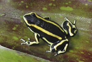 MAR-558 Yellow-striped Poison Arrow / Dart Frog - on bromeliad