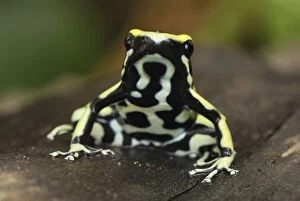 MAR-559 Yellow-striped Poison Arrow / Dart Frog