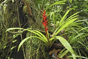 MAR-571 Tropical rainforest with bromeliad