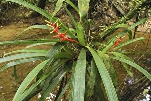 MAR-572 Tropical rainforest with bromeliad
