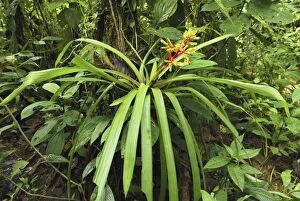MAR-573 Tropical rainforest with bromeliad