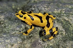 MAR-638 Cerro Campana Stubfoot Toad / Golden Poison Arrow / Dart Frog