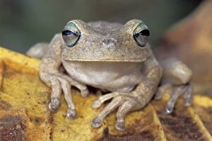 MAR-655 Rattle-voiced Treefrog - Emerald-eyed Treefrog