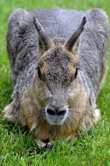 Patagonian Cavy Collection: Mara - grasslands of South America