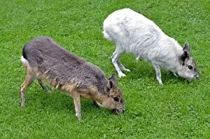 Patagonian Cavy Collection: Mara - normal and white colour variant - grasslands of South America
