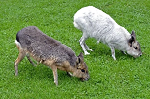 Patagonian Cavy Collection: Mara - normal and white colour variant - grasslands of South America