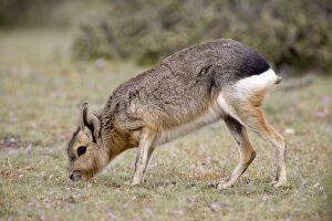 Patagonian Hare Collection: Mara / Patagonian Hare - adult Range: Argentina, from Northwestern provinces south into Patagonia
