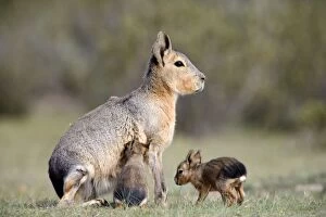Patagonian Hare Collection: Mara / Patagonian Hare - mother and small babies. Range: Argentina