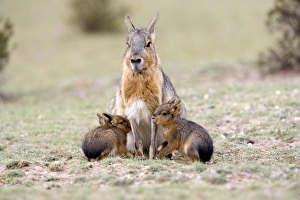 Patagonian Hare Collection: Mara / Patagonian Hare - mother and young babies Range: Argentina